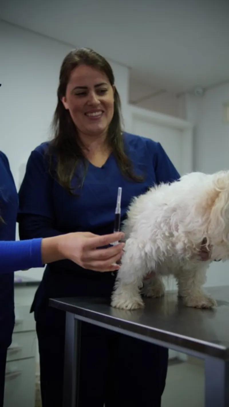 Imagem ilustrativa de Atendimento clínico veterinário