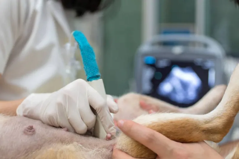 Imagem ilustrativa de Ultrassonografia veterinária volante em Ponta Grossa